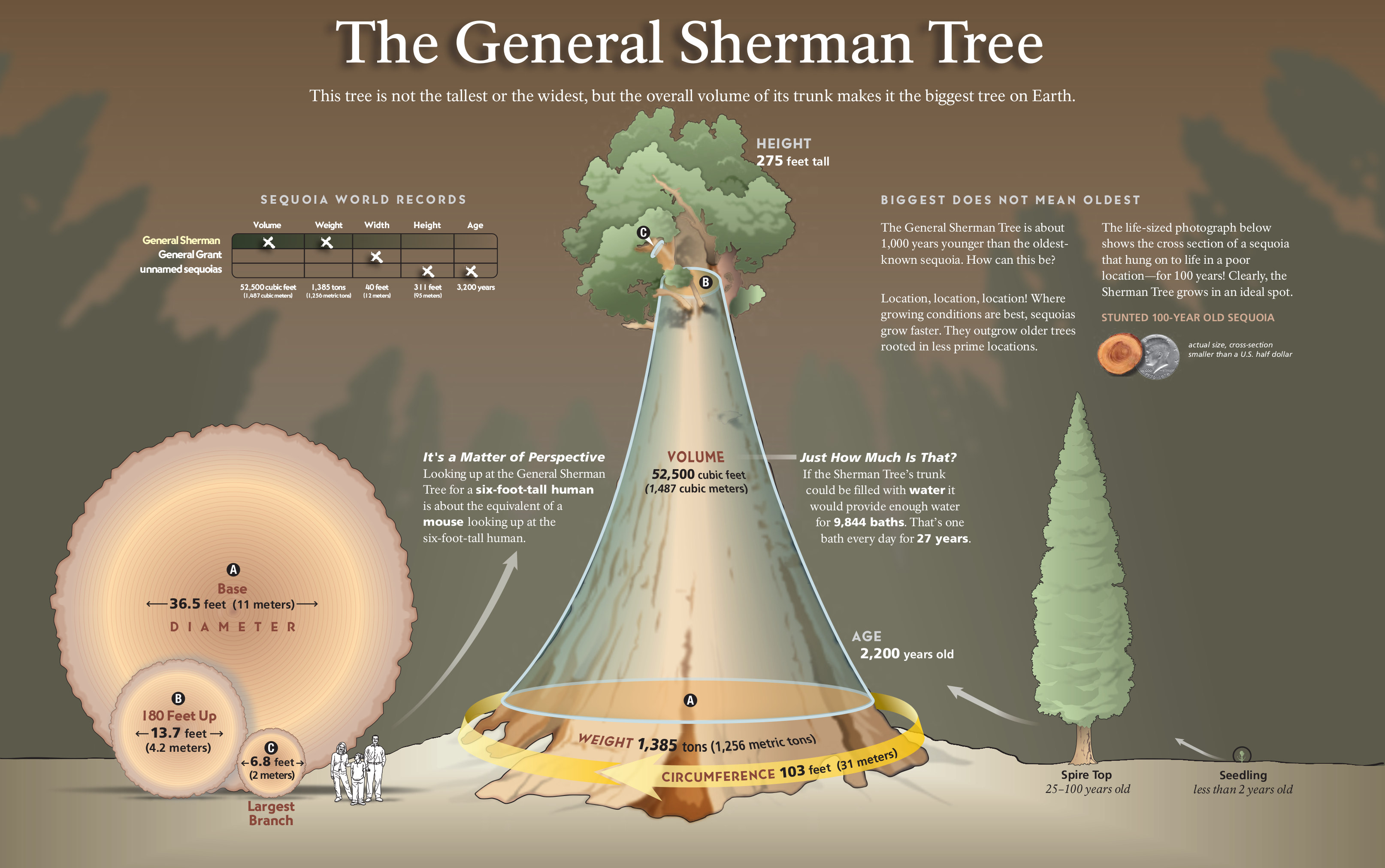 General Sherman Sequioa